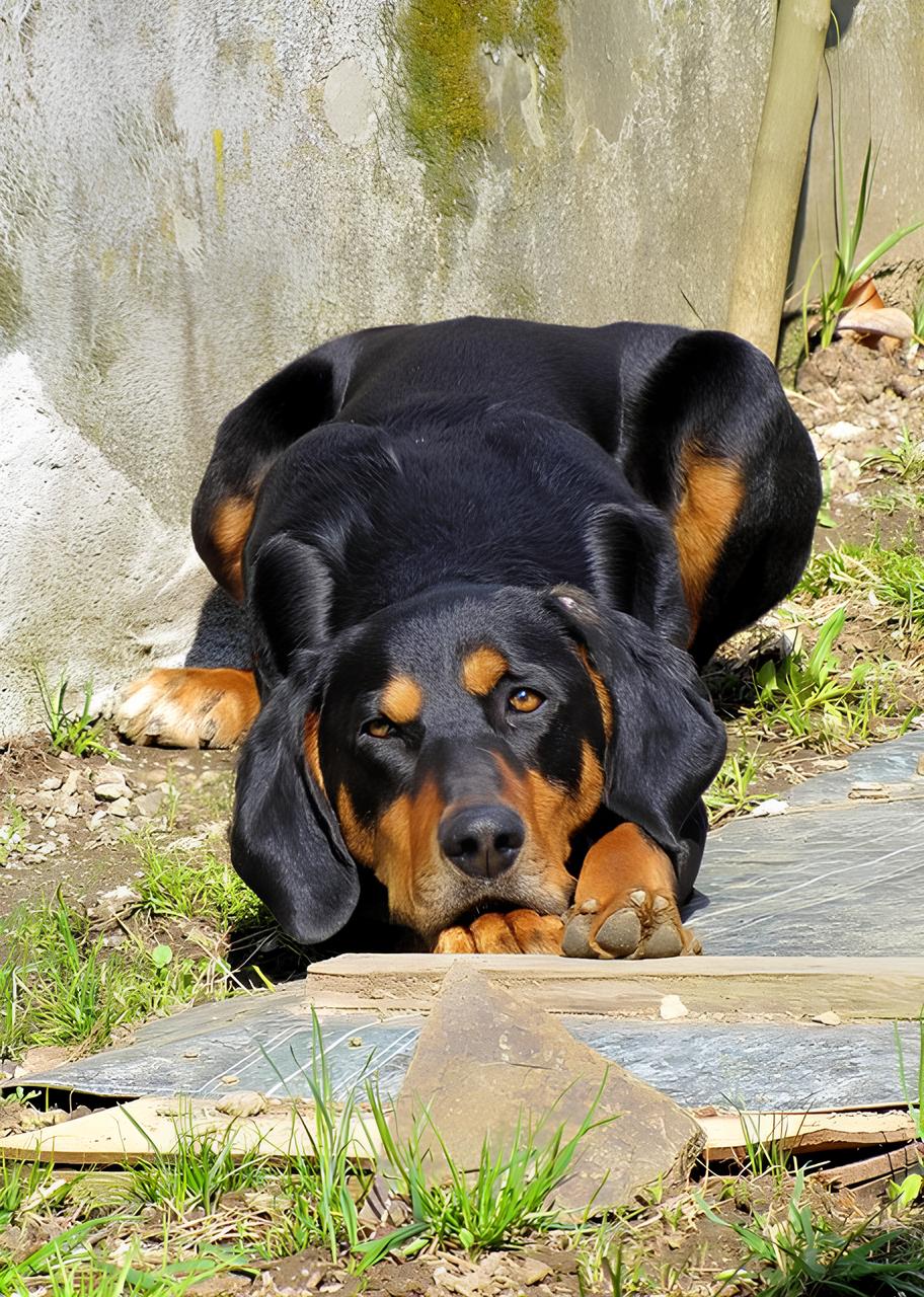 um cão da raça braco da transilvânia deitado em uma calçada.