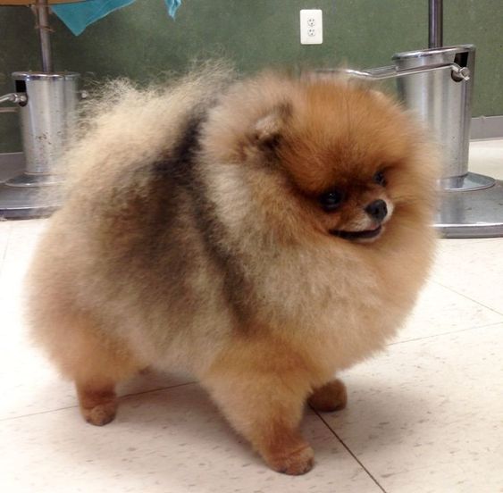 um cão da raça lulu da pomerânia na pelagem marrom.