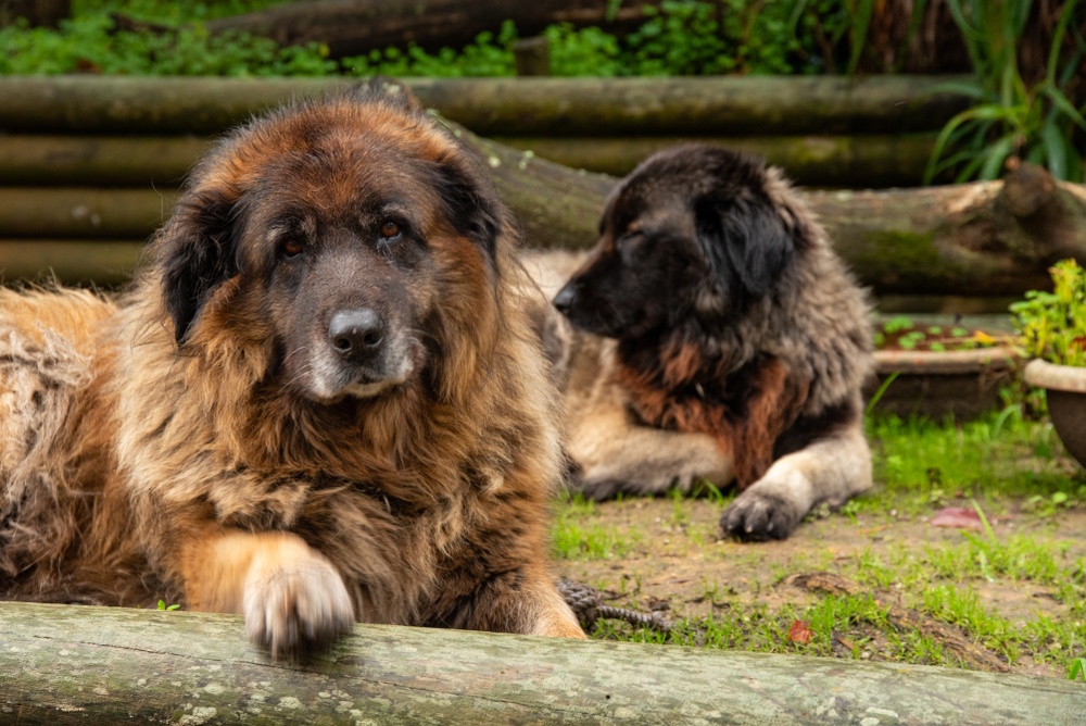 dois cães da raça cão da serra da estrela.
