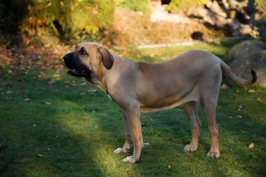 um cão fila brasileiro na pelagem clara em pé em um gramado.