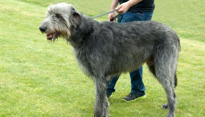 um cão da raça Galgo escocês sendo segurado por um guia de passeio por uma pessoa em um campo.