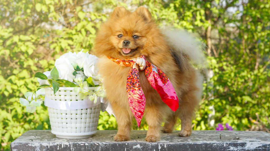 um cão da raça lulu da pomerânia em pé em um pedra e ao lado dele um vaso de flores na cor branca, ao fundo um bosque em dia ensolarado.