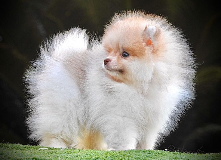 um cão da raça lulu da pomerânia em um gramado.