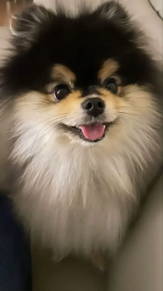 um cão da raça lulu da pomerânia.