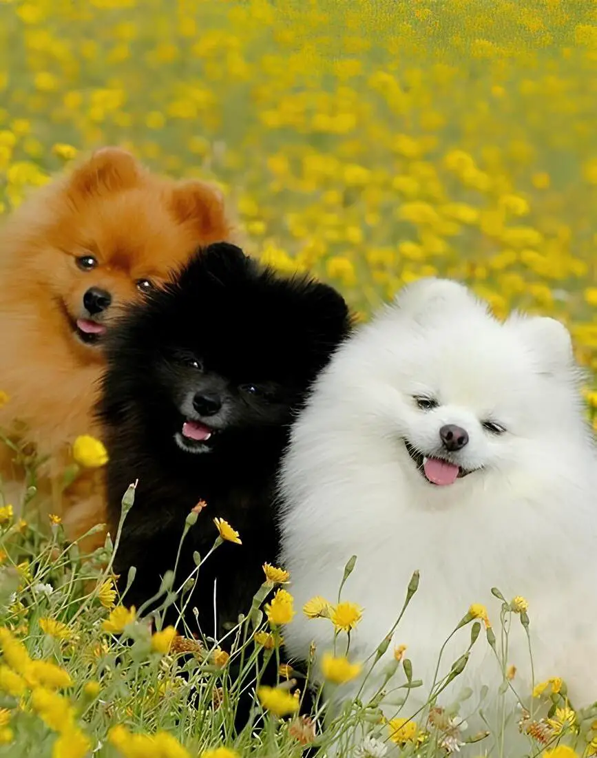 três cães da raça lulu da pomerânia com cores diferentes.