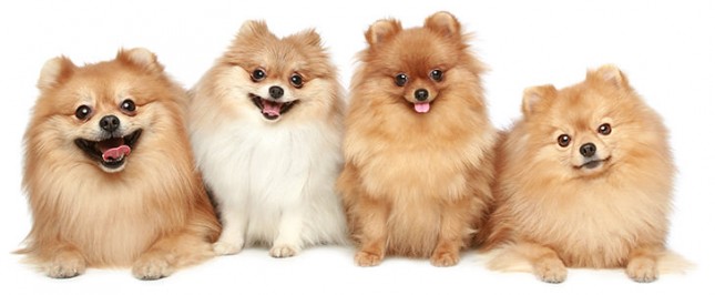 quatro cães da raça lulu da pomerânia nas pelagens claras.