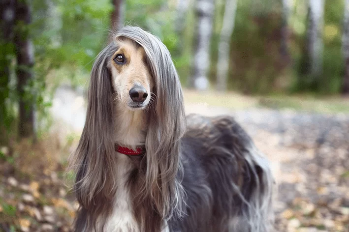 um cão da raça Afghan Hound na pelagem cinza com uma coleira vermelha em um espaço aberto.