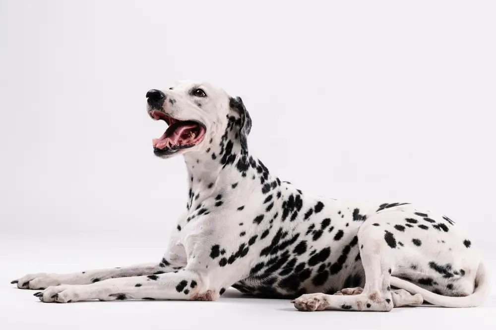 um cachorro da raça dálmata deitado ao chão.