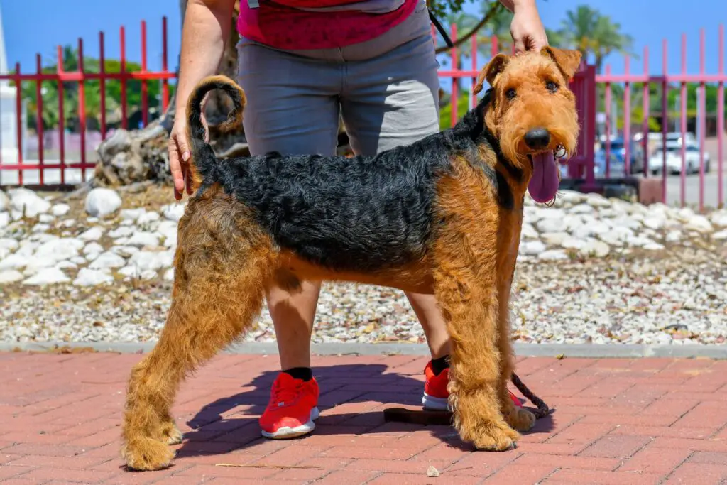 um pessoa segurando um cão na guia de paseeio da raça airedale terrier em um espaço aberto.