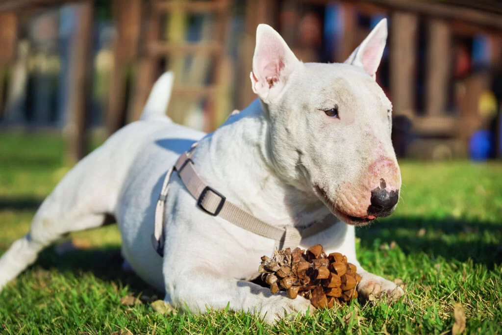 um cão da raça Bull Terrier deitado em um gramado com uma guia de passeio roendo uma pinha em um dia ensolarado.