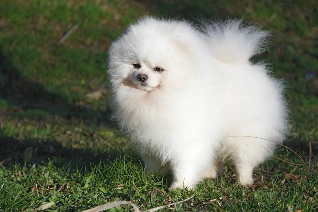um cão da raça lulu da pomerânia com pelagem branca deitado em um gramado em um dia de sol, descansando.