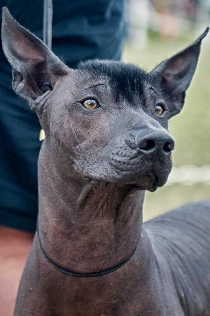um cão da raça Xoloitzcuintli.