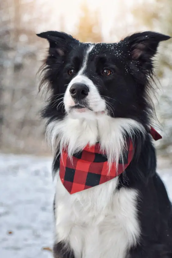 um cão da raça border collie com um lenço xadrez no pescoço em um local com neve.