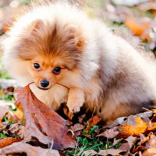 um cão da raça lulu da pomerânia deitado em um gramado com flolhas secas.