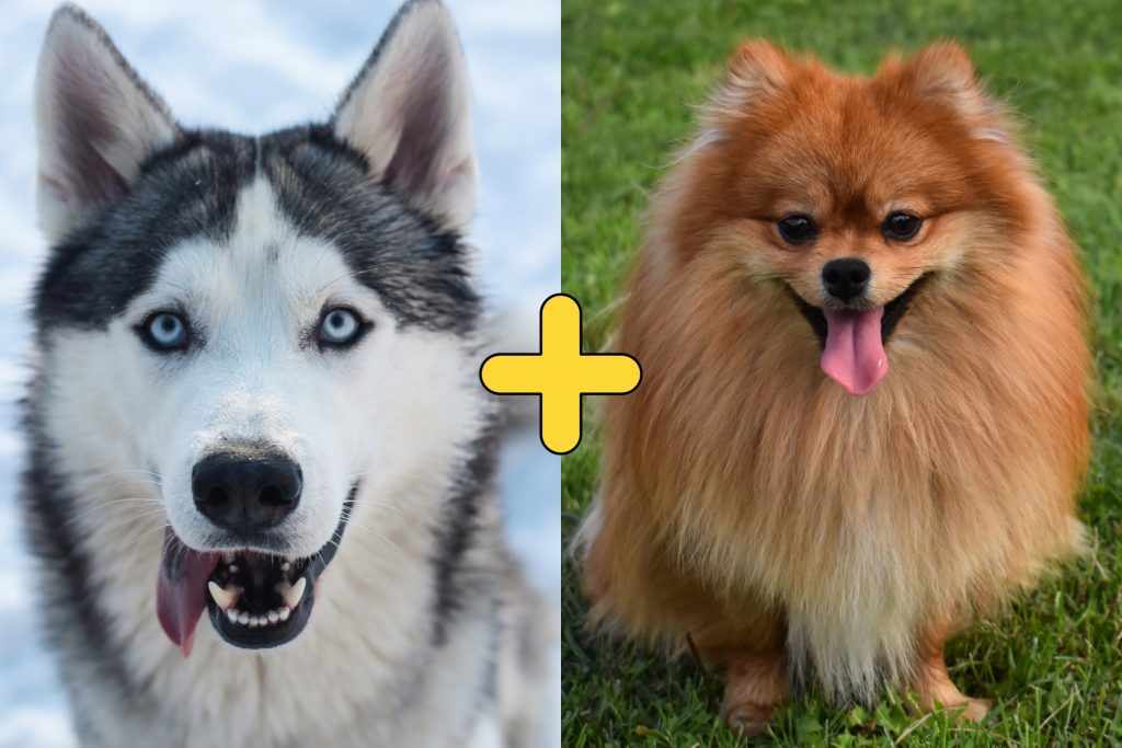 um cachorro da raça husky siberiano e uma da raça lulu da pomerânia.