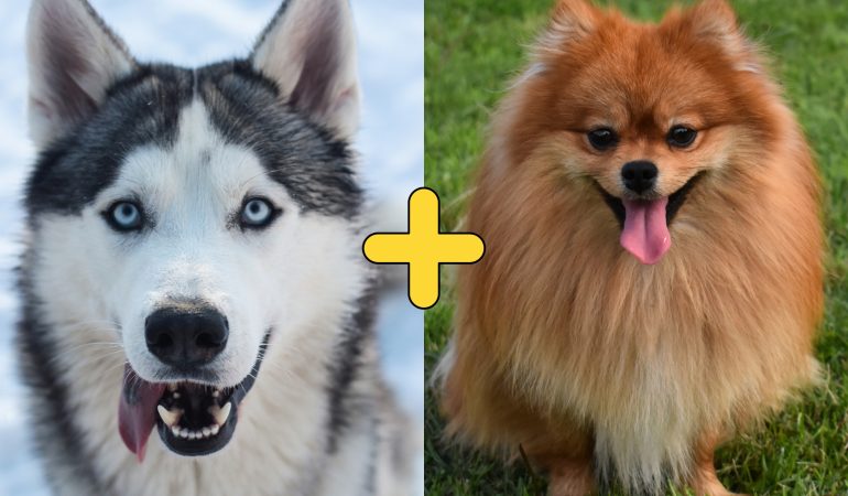 dois cachorros das raça lulu da pomerânia e husky siberiano