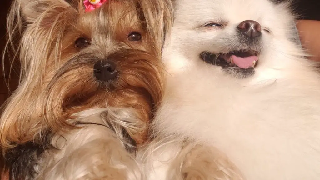 dois cachorros das raças lulu da pomerânia na cor branca e um yorkshire marrom com lacinho rosa.