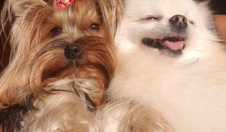 dois cachorros das raças yorkshire e lulu da pomerânia juntos.