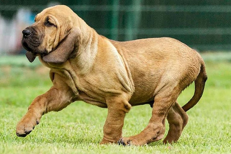 um cão da raça fila brasileiro correndo em um gramado.