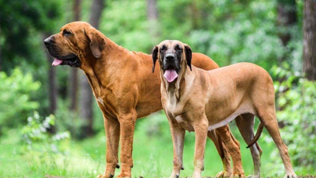 dois cães da raça fila brasileiro em um bosque.