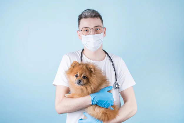 um veterinário segurando no colo um cachorro da raça lulu da pomerânia.