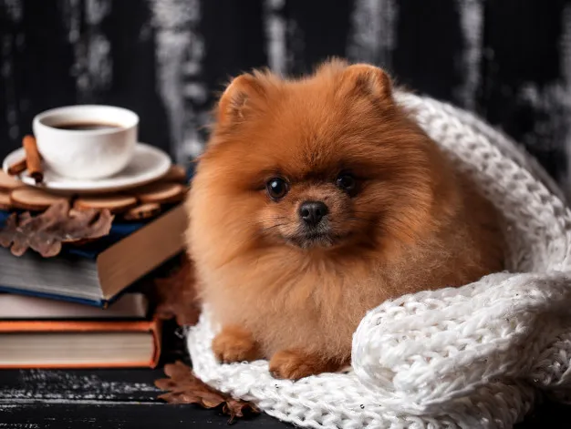 cachorro lulu da pomerânia com uma manta de lã branca, ao lado um livro e uma xícara de café.