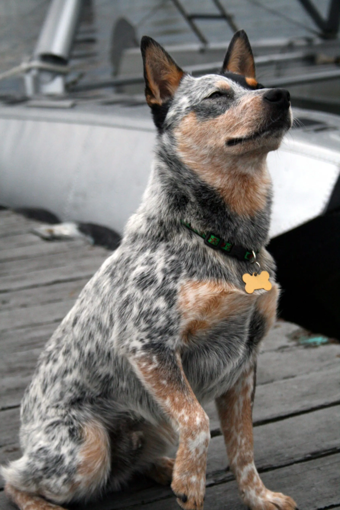 um cão da raça boiadeiro australiano com um coleira em forma de ossinho.