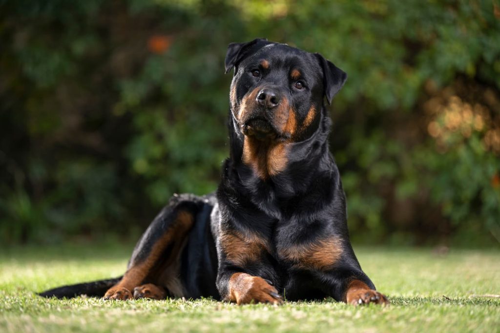 um cão da raça rotweiler deitado em um gramado.