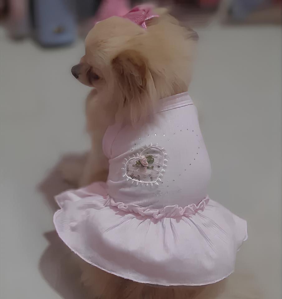 um cadelinha da raça lulu da pomerânia com roupinha rosa e um lacinho na cabeça.