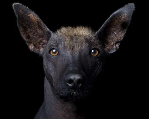 um cão da raça Xoloitzcuintli.