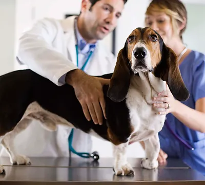 dois veterinários avaliando um cachorro da raça basset hound em cima de uma maca.
