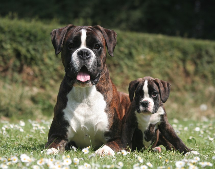 dois cachorros da raça boxer, sendo um adulto e outro filhote sentados juntos descansando em um gramado em dia de sol.