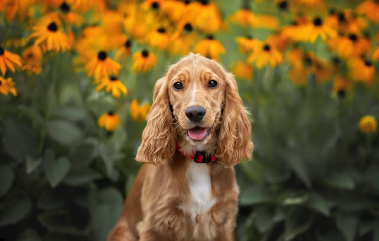 um cão da raça cokcer com um coleira vermelha, atrás plantas e flores amarelas.