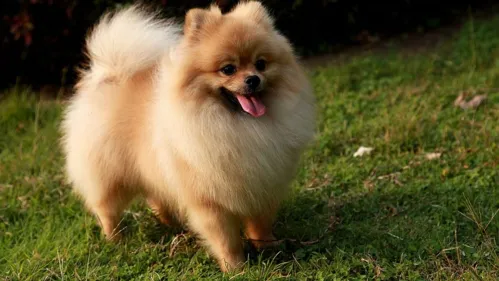 um cão da raça lulu da pomerânia em um gramado com a língua de fora em um dia de sol.