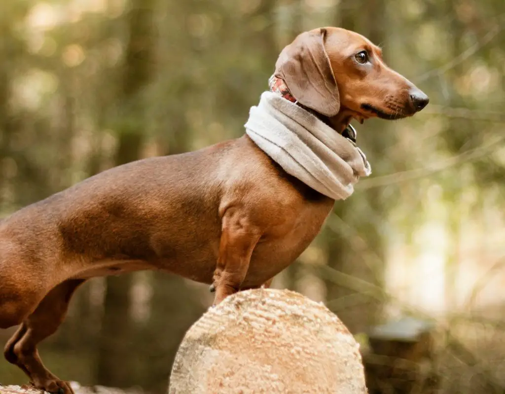 um cão da raça Dachshund em cima de um tronco de árvore em um bosque, com um cachecol no pescoço.