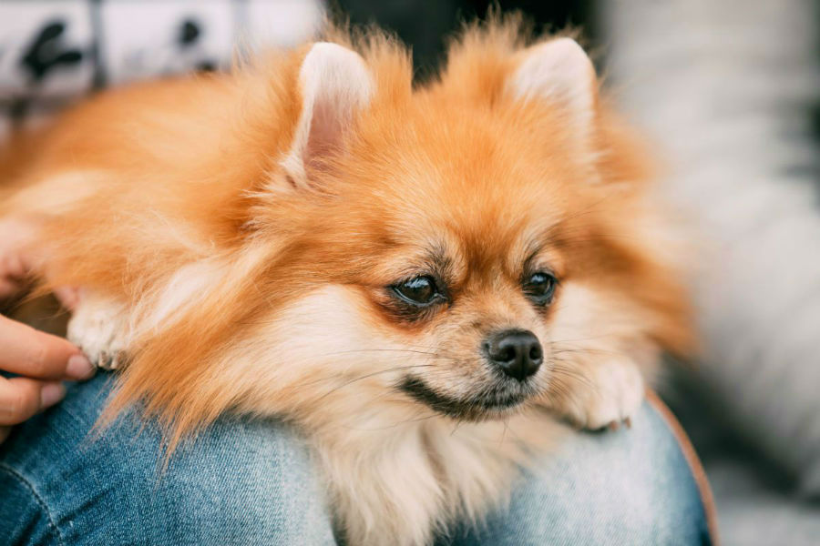um cão da raça lulu da pomerânia deitado no colo de uma pessoa.