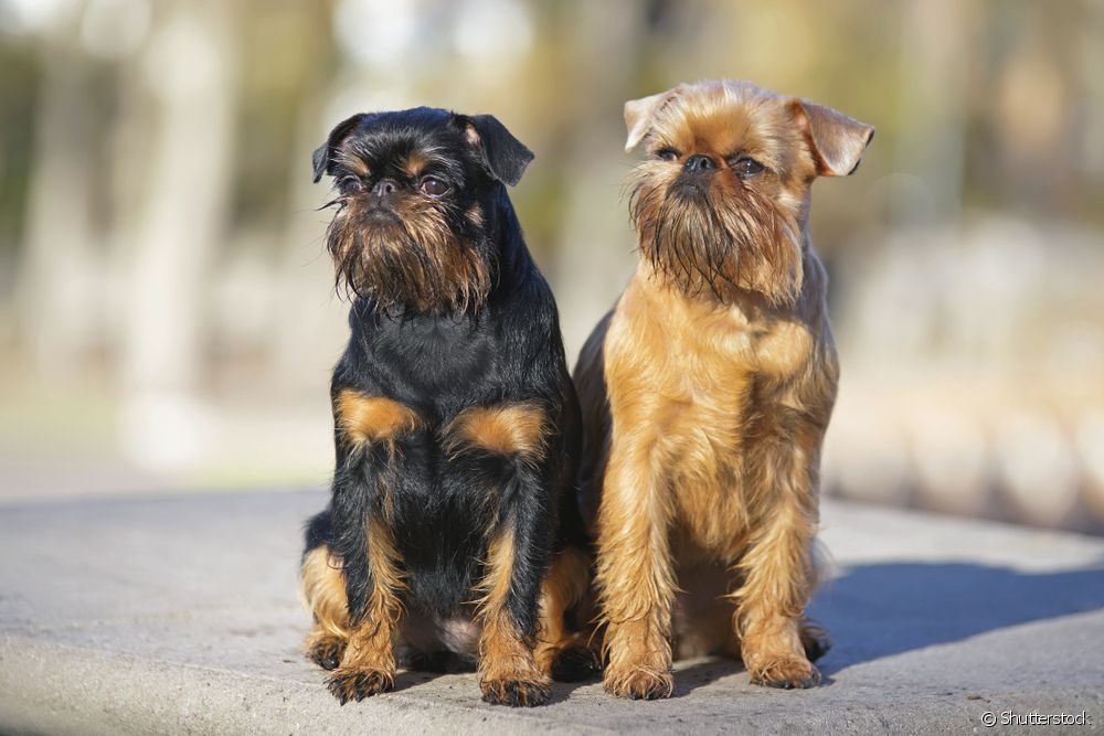 dois cães da raça griffon de bruxelas, sendo um com pelagem preta e outra marrom claro.