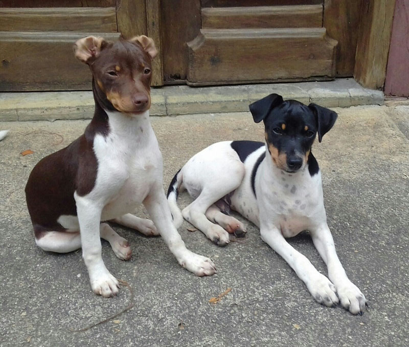 dois cães da raça fox paulisitinha em uma calçada.