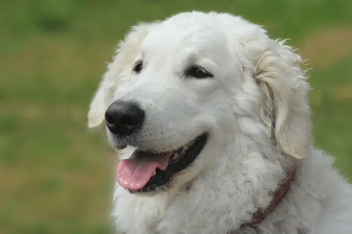 um cão da raça kuvasz com uma coleira marrom.