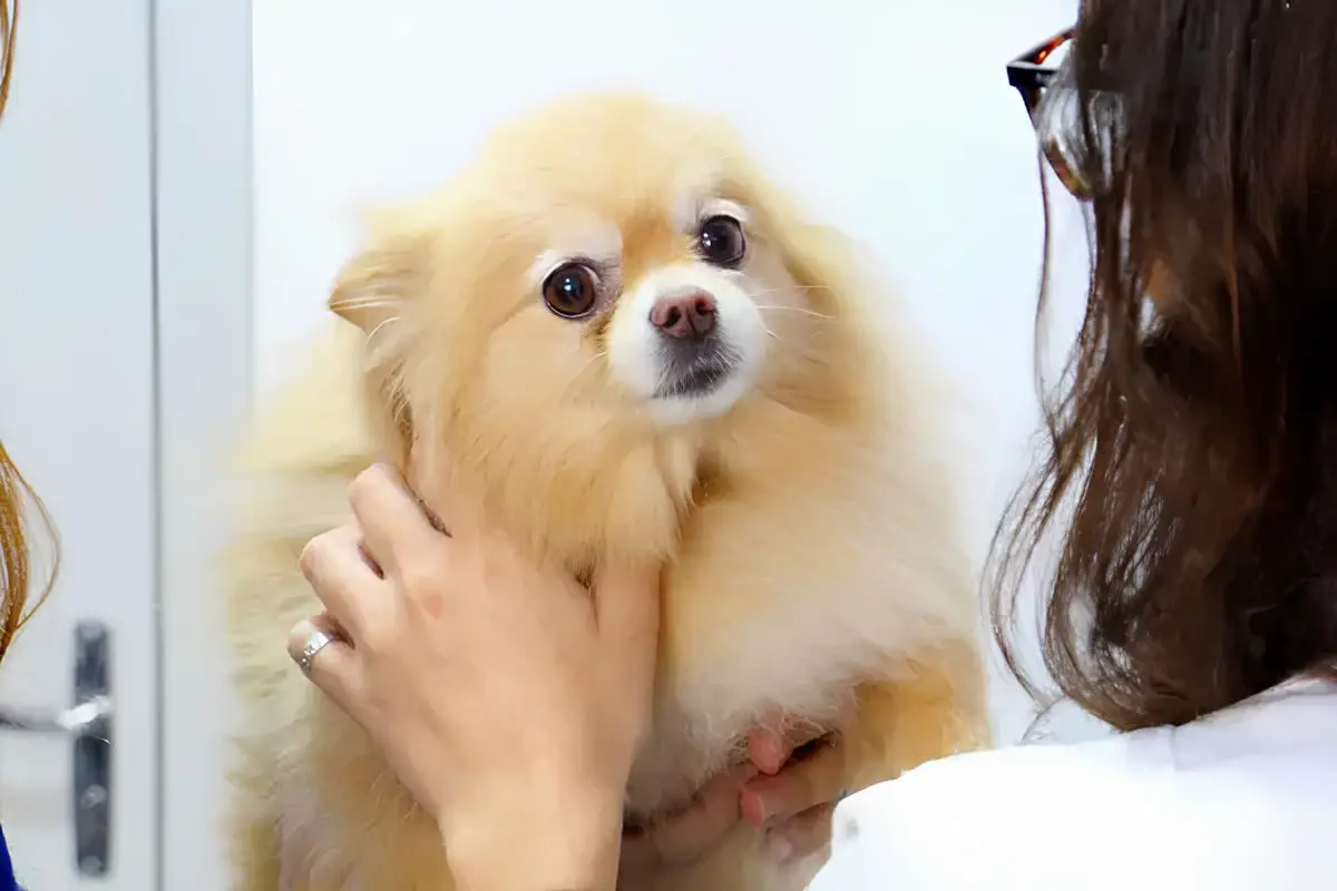 uma veterinária examinando um cão da raça lulu da pomerânia.
