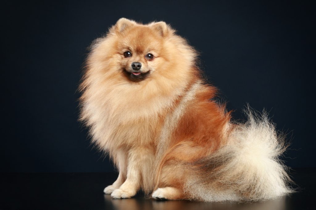 cão da raça lulu da pomerânia sentado para fotos em um estúdio de fotografia.