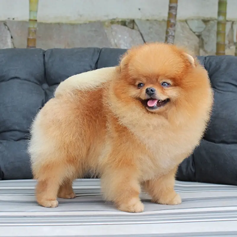 um cão da raça lulu da pomerânia em cima de um sofá.