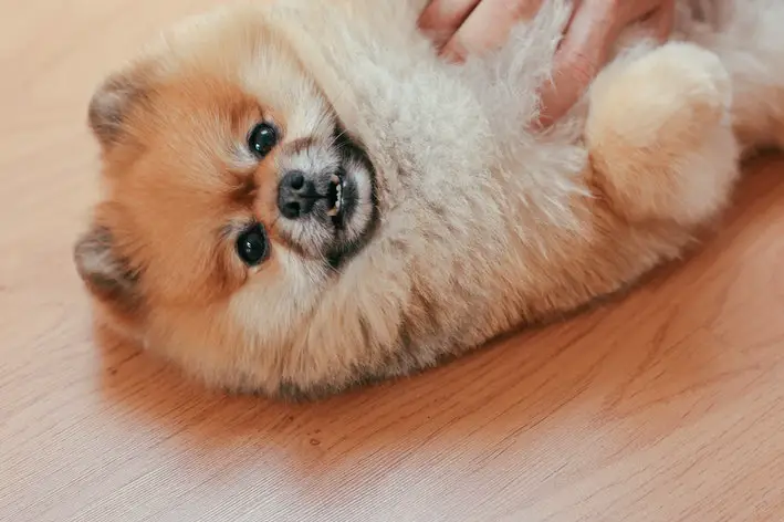 um cão da raça lulu da pomerânia deitado no chão sendo acaricinhado por uma pessoa.