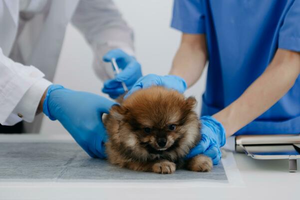 um cachorro da raça lulu da pomerania deitado em uma maca de veterinário tomandoi vacina.