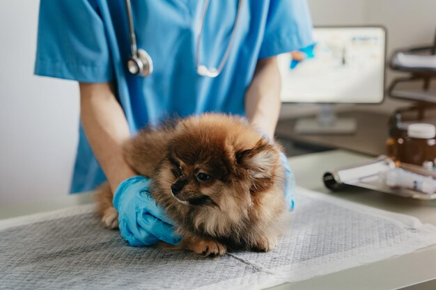 uma veterinária avaliando um cachorro da raça lulu da pomerânia em cima de uma maca.
