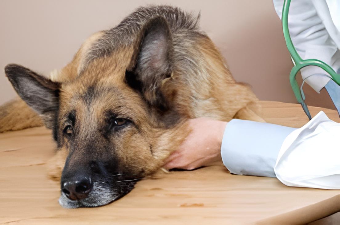 pator alemão deitado em uma maca de um pet shop com veterinária examinando.