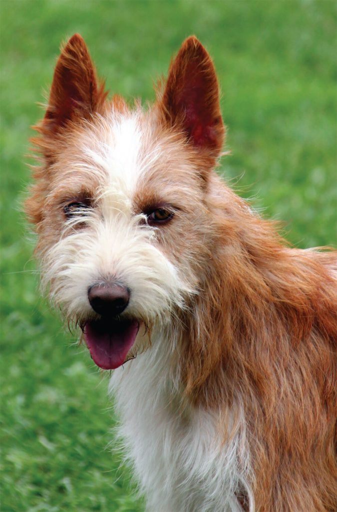 um cão da raça podengo português em um gramado com a língua de fora.