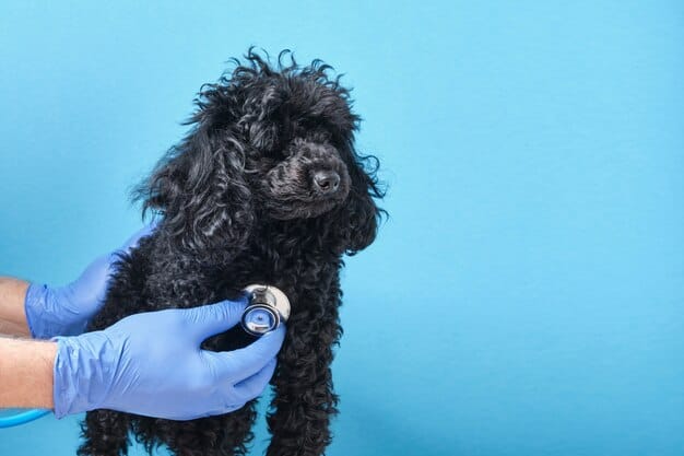cachorro da raça poodle na cor preta com um veterinário escutando seu coração com um estetoscópio.
