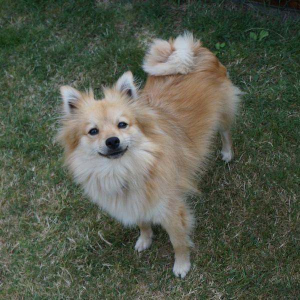 um cão da raça lulu da pomerânia em um gramado.
