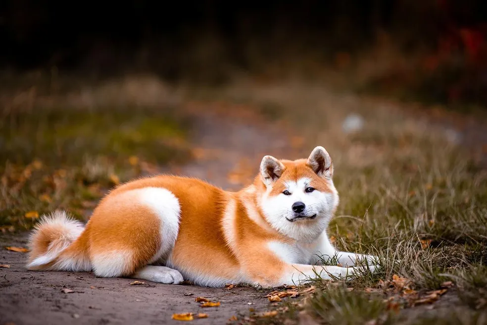 cachorro da raça akita inu deitado em rua de chão com gramas.
